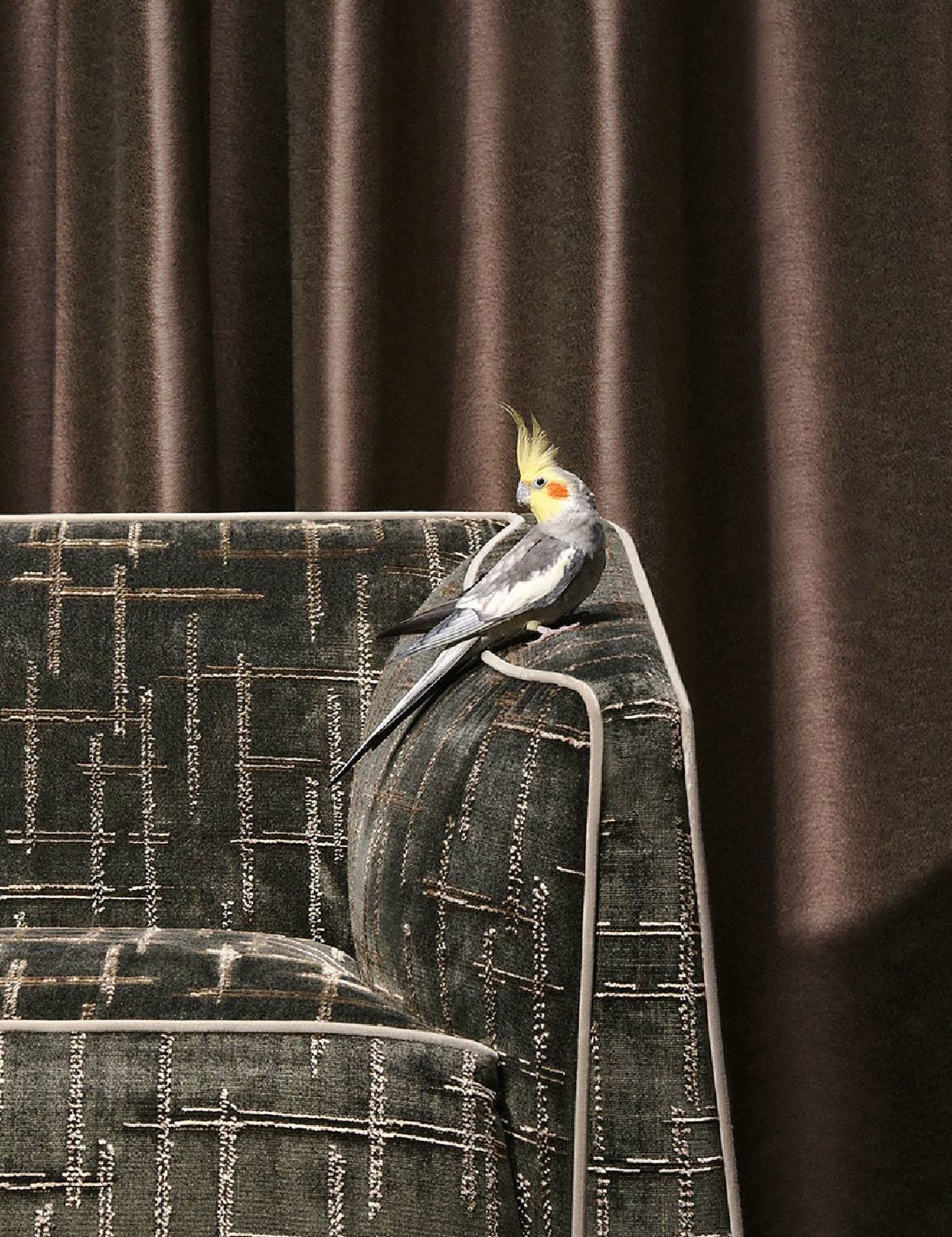 A bird sitting on a chair in front of a curtain.