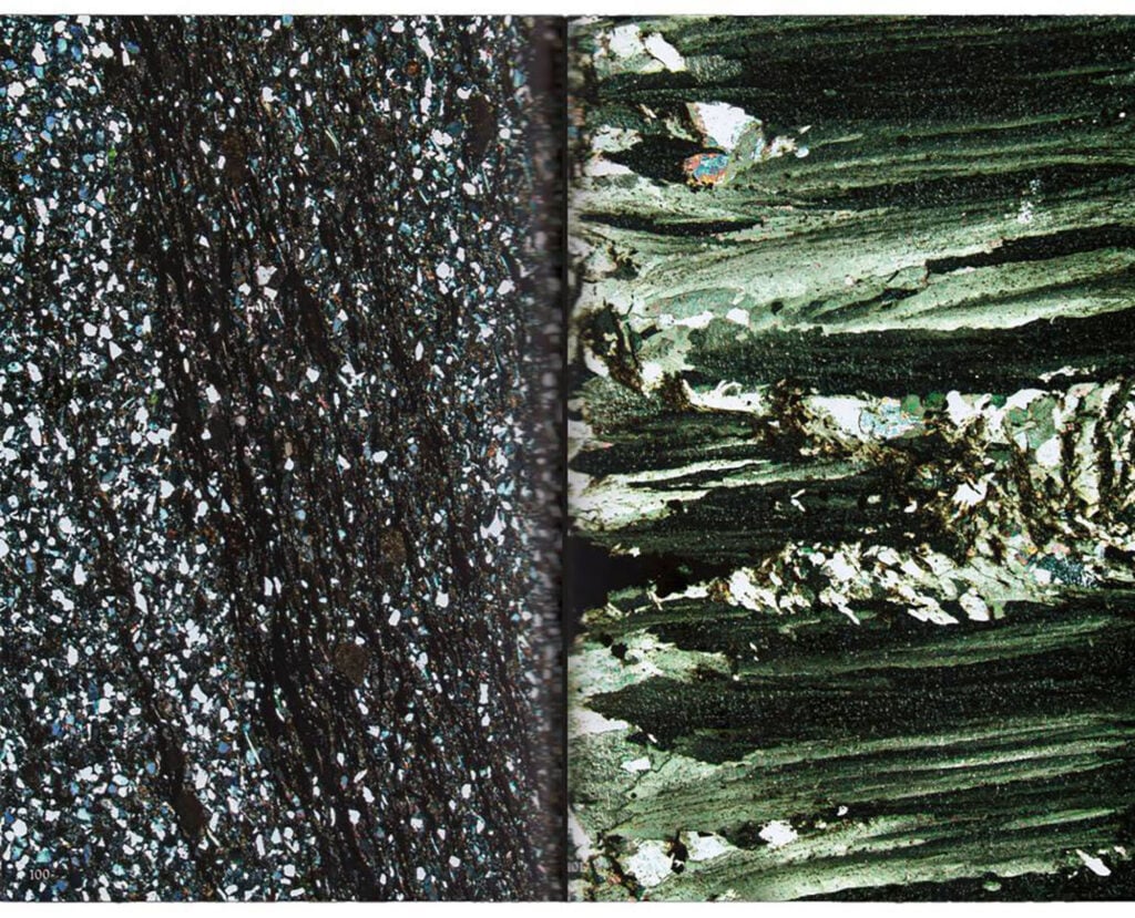 A close up of a tree trunk with a green and white bark.