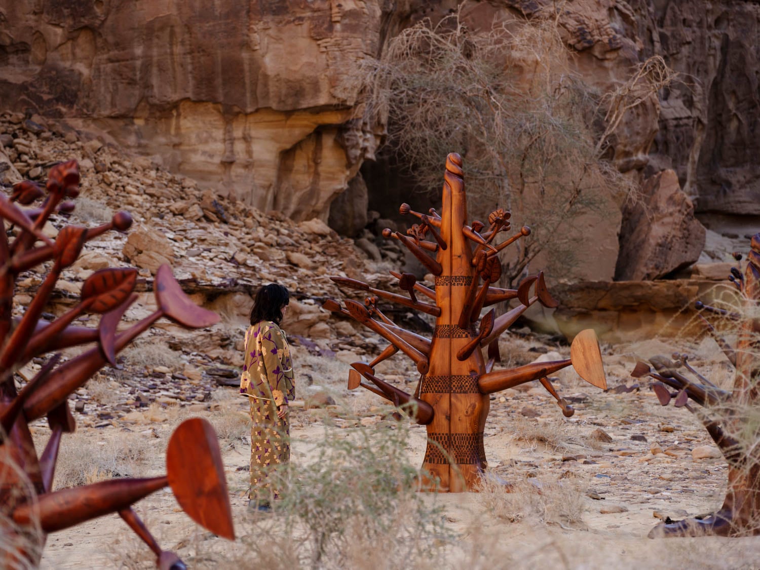 view of wooden trees in desert