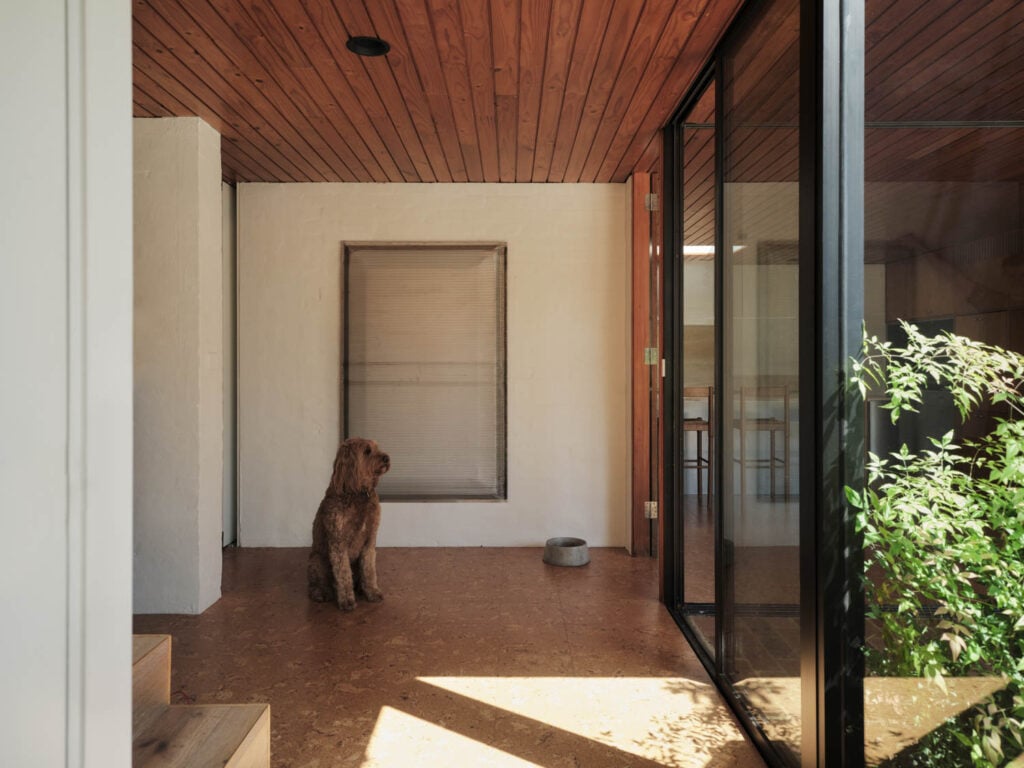 dog looking at outside