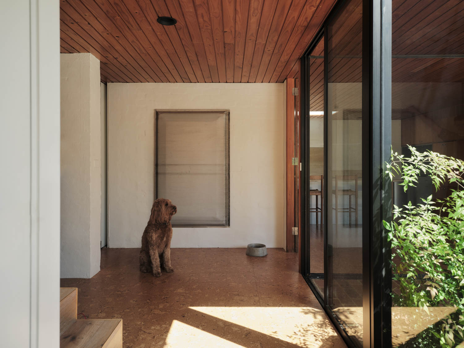 dog looking at outside