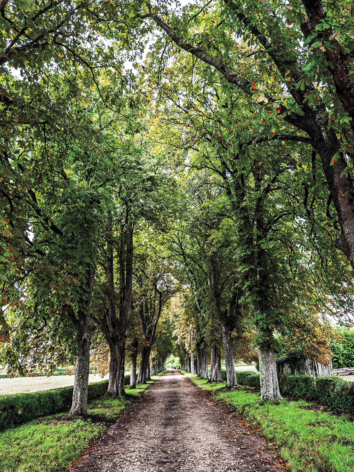 driveway with chestnut trees